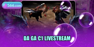 đá gà c1 livestream