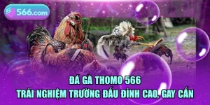 đá gà thomo